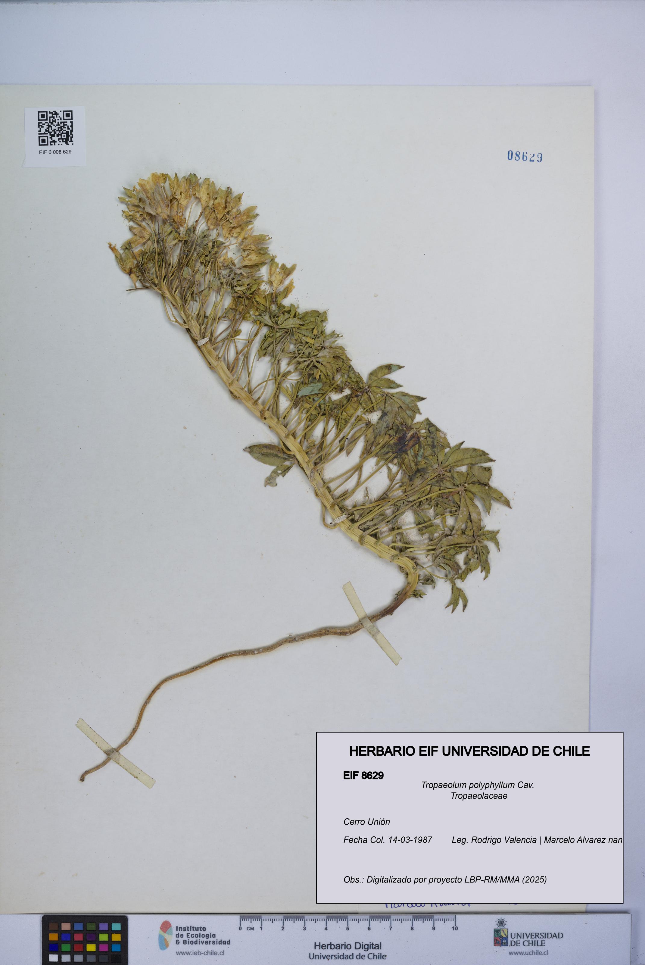 Tropaeolum polyphyllum [Espécimen: UCH:EIF:0008629]