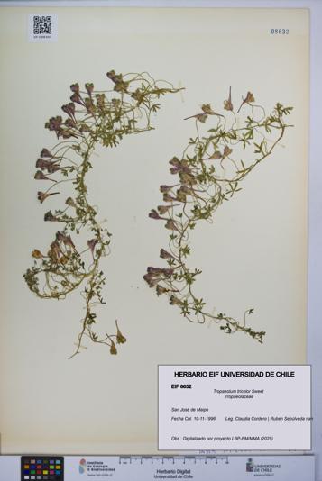 Tropaeolum tricolor [Espécimen: UCH:EIF:0008632]