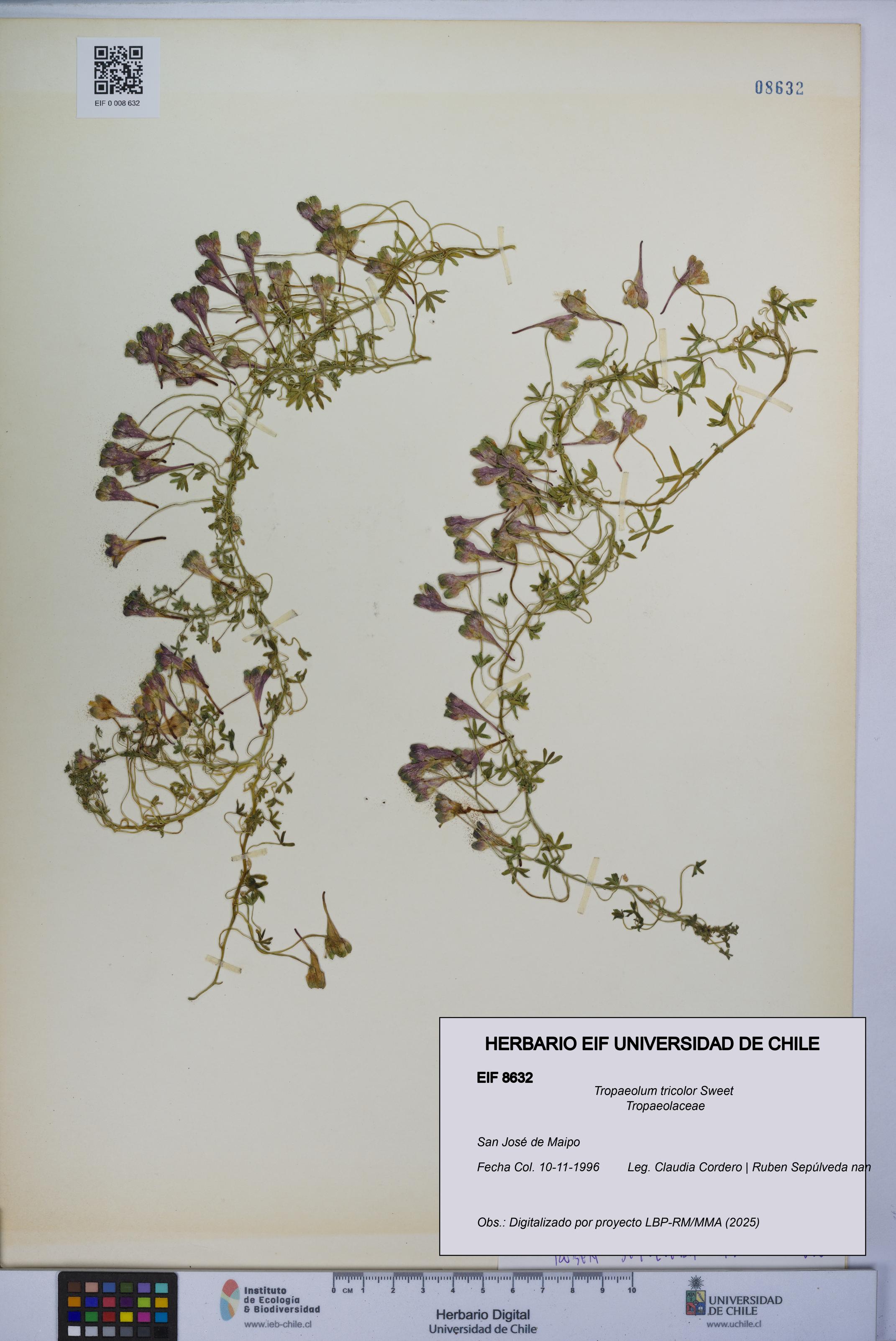 Tropaeolum tricolor [Espécimen: UCH:EIF:0008632]