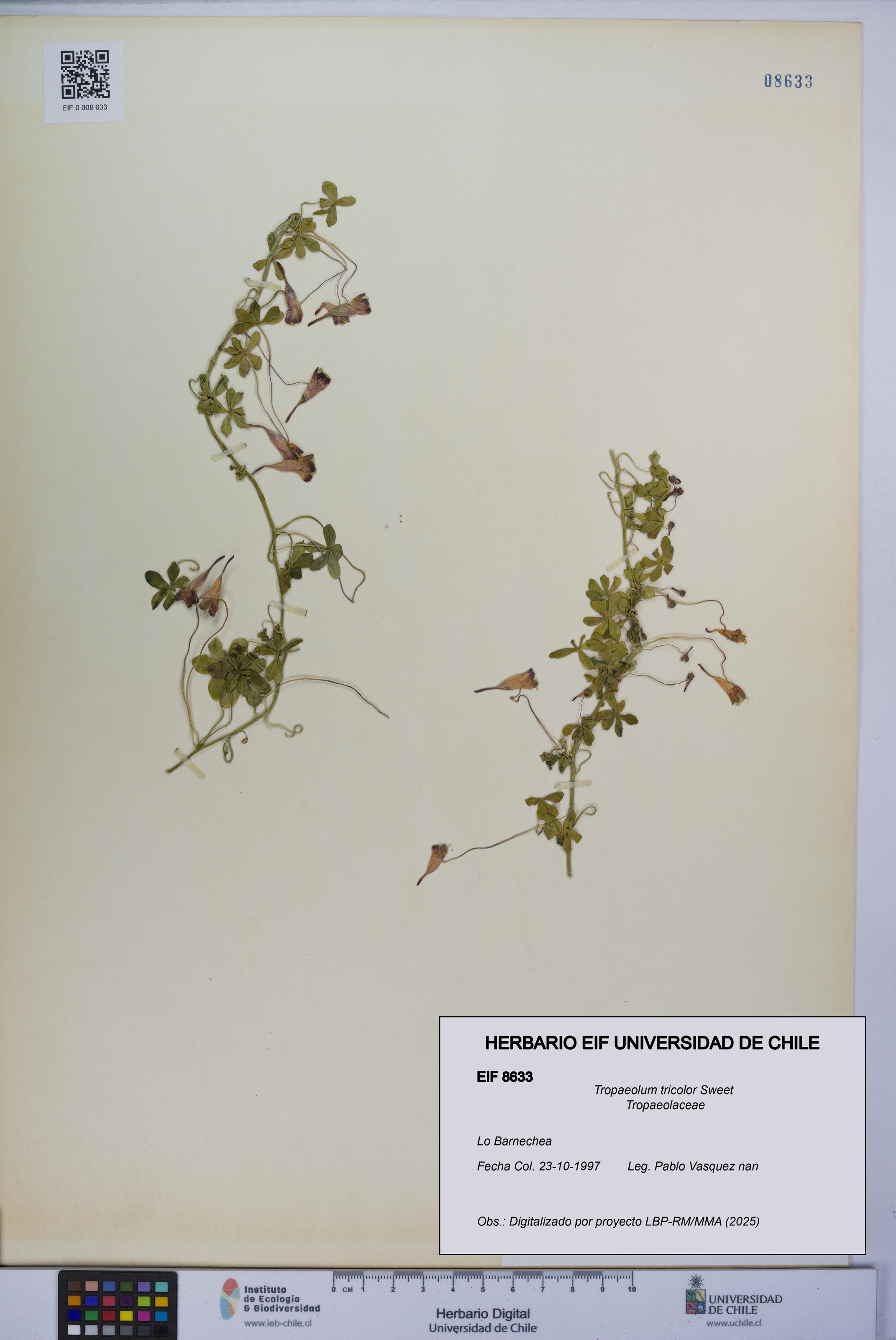 Tropaeolum tricolor [Espécimen: UCH:EIF:0008633]