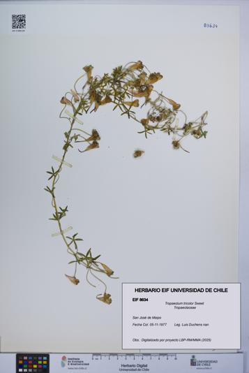 Tropaeolum tricolor [Espécimen: UCH:EIF:0008634]