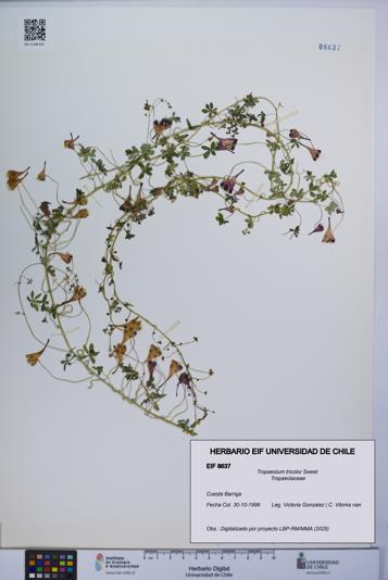 Tropaeolum tricolor [Espécimen: UCH:EIF:0008637]