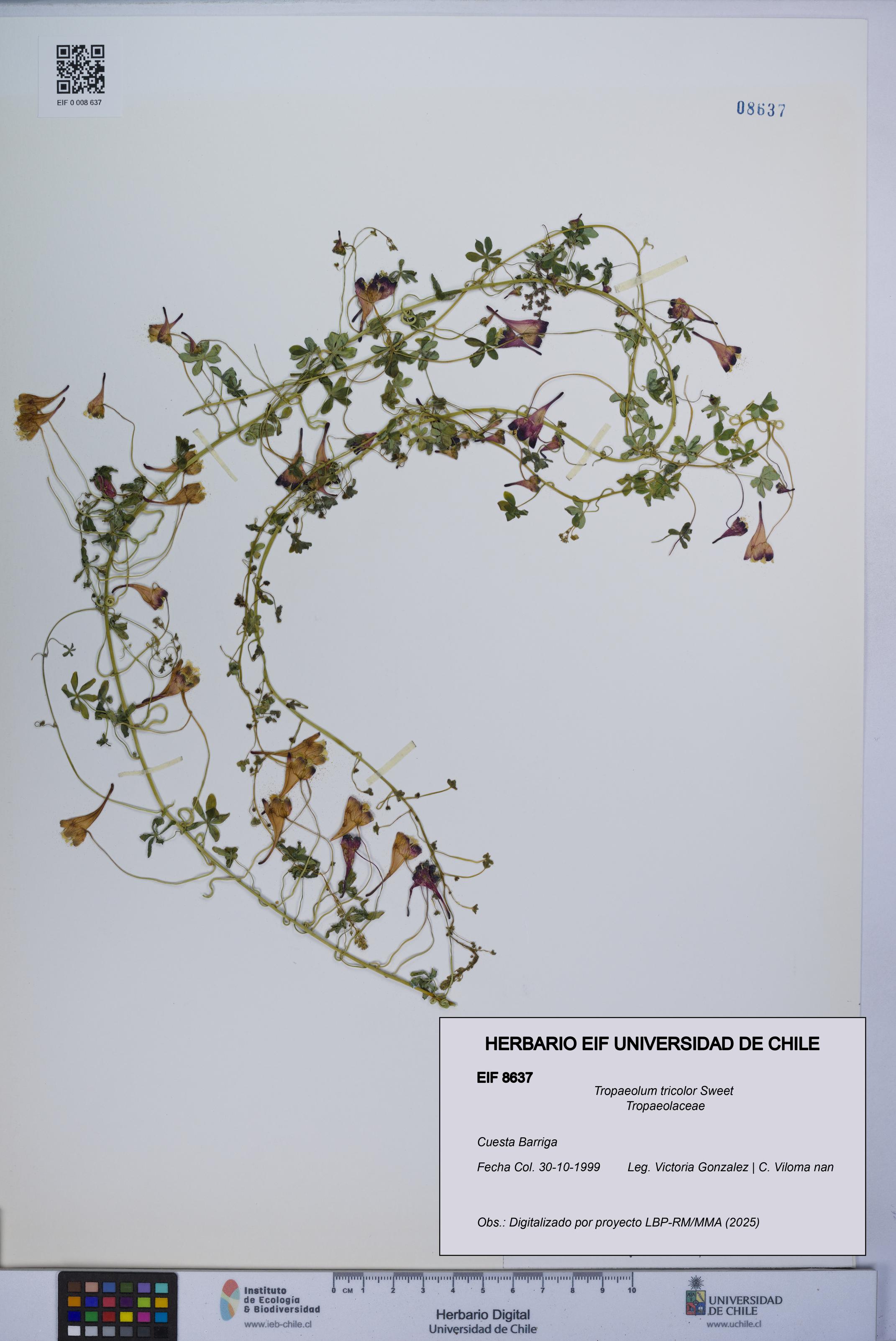 Tropaeolum tricolor [Espécimen: UCH:EIF:0008637]