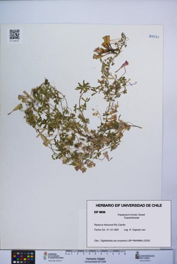 Tropaeolum tricolor [Espécimen: UCH:EIF:0008639]