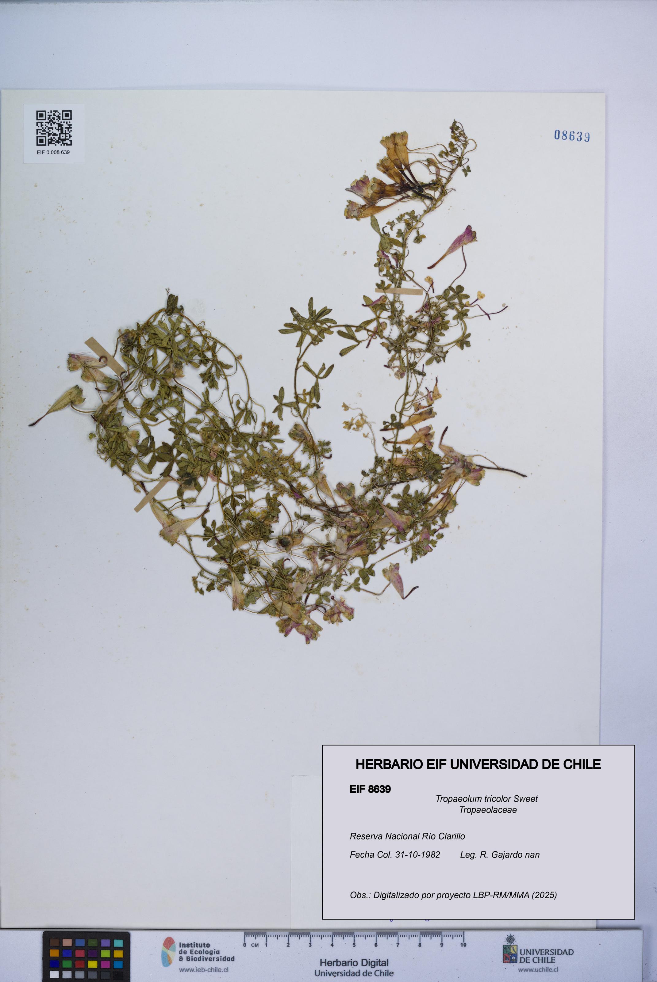 Tropaeolum tricolor [Espécimen: UCH:EIF:0008639]