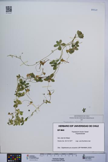 Tropaeolum tricolor [Espécimen: UCH:EIF:0008640]