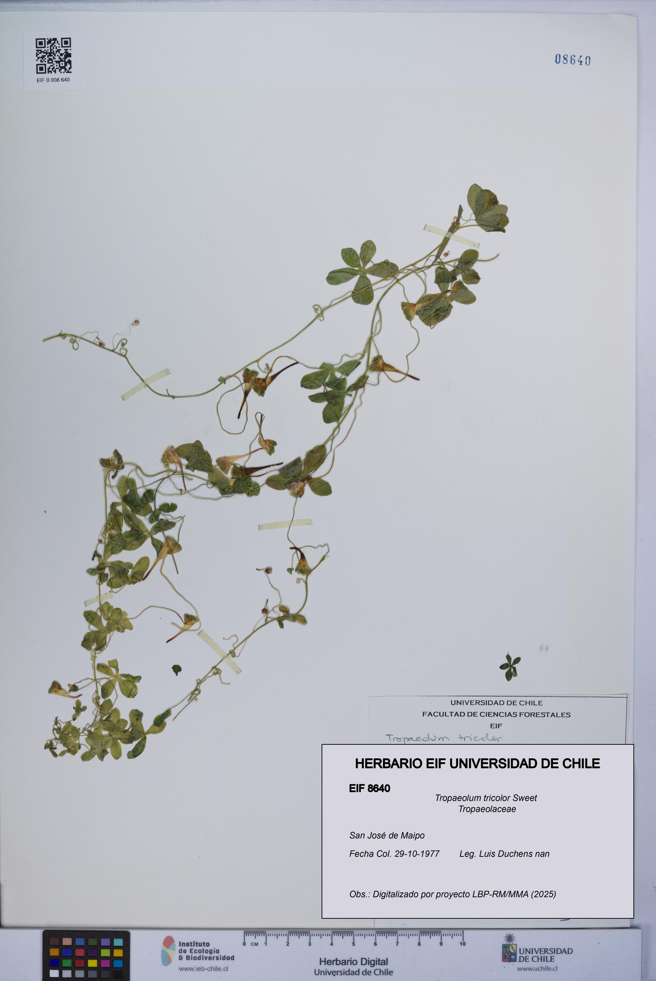 Tropaeolum tricolor [Espécimen: UCH:EIF:0008640]