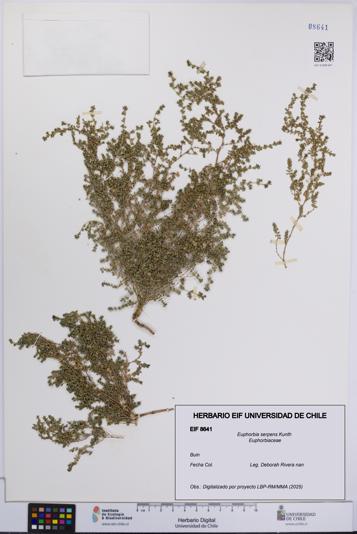 Euphorbia serpens [Espécimen: UCH:EIF:0008641]