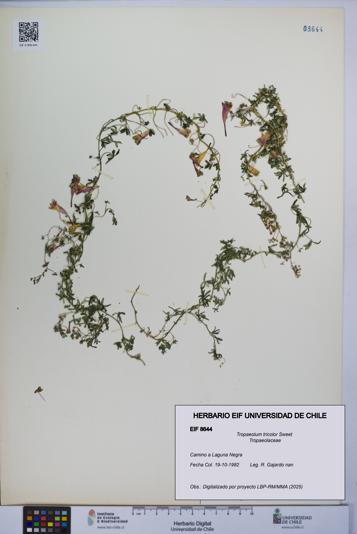 Tropaeolum tricolor [Espécimen: UCH:EIF:0008644]