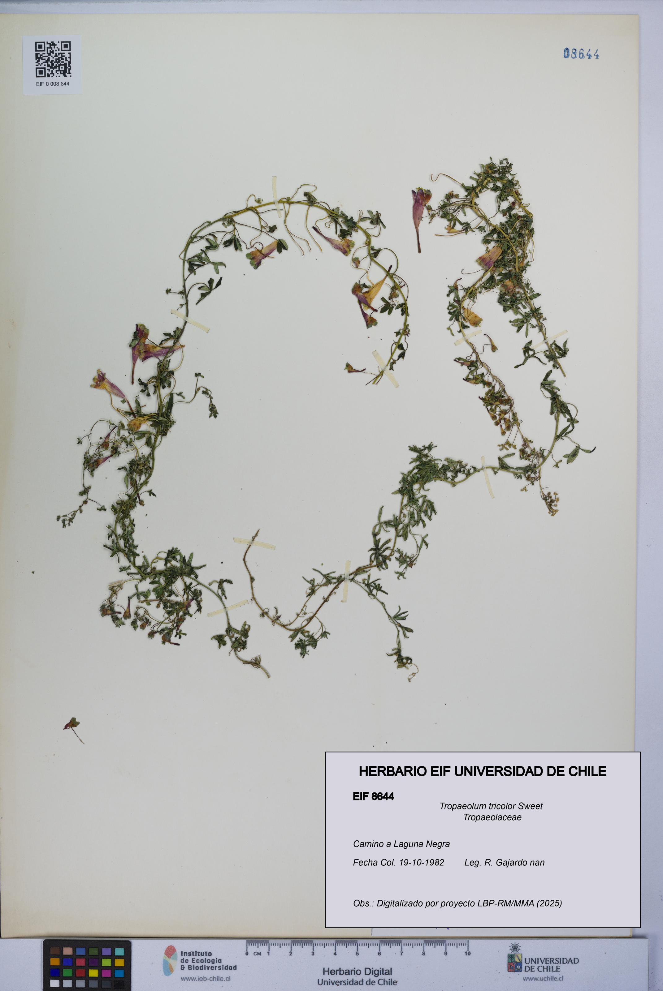 Tropaeolum tricolor [Espécimen: UCH:EIF:0008644]