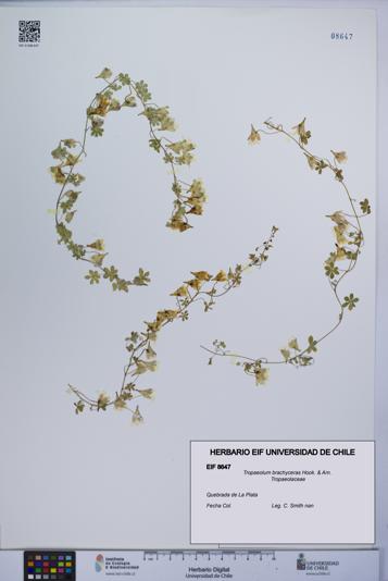 Tropaeolum brachyceras [Espécimen: UCH:EIF:0008647]