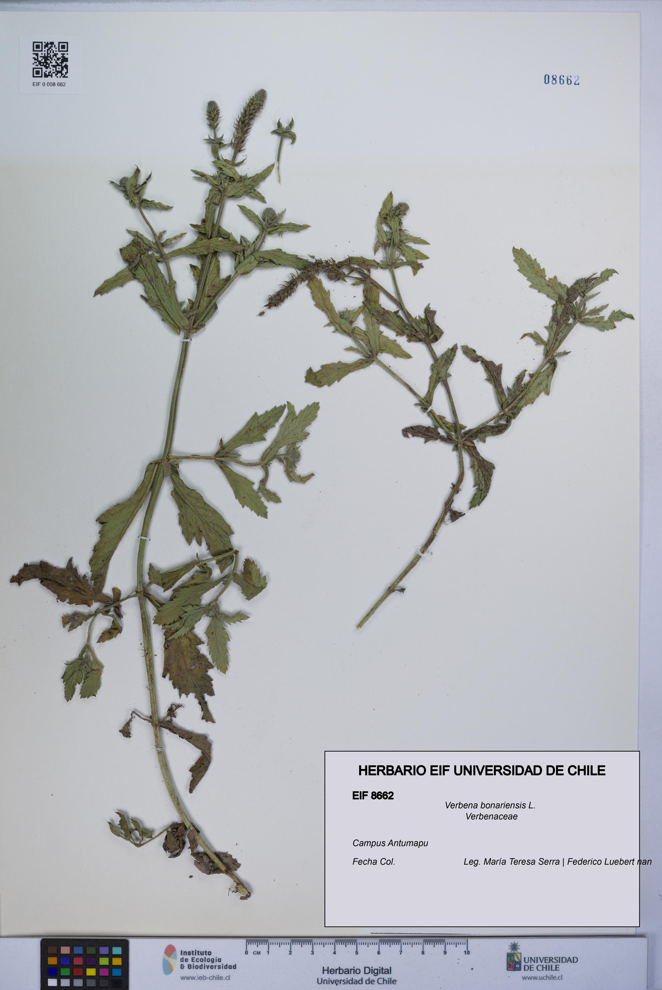 Verbena bonariensis [Espécimen: UCH:EIF:0008662]