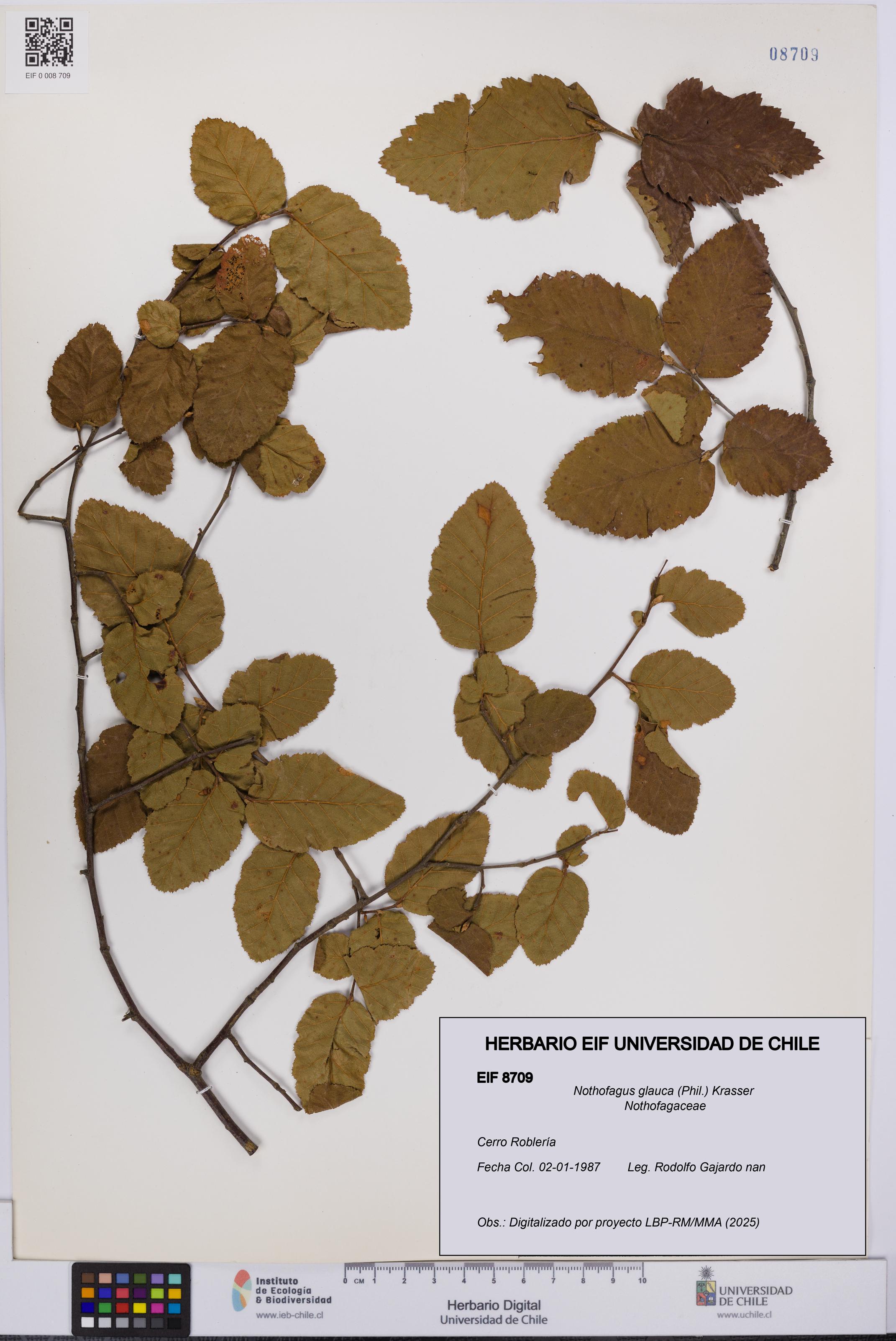 Nothofagus glauca [Espécimen: UCH:EIF:0008709]