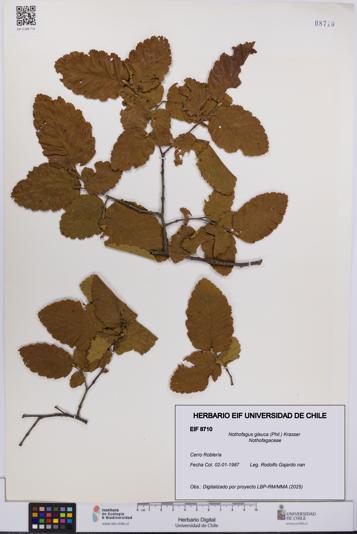 Nothofagus glauca [Espécimen: UCH:EIF:0008710]