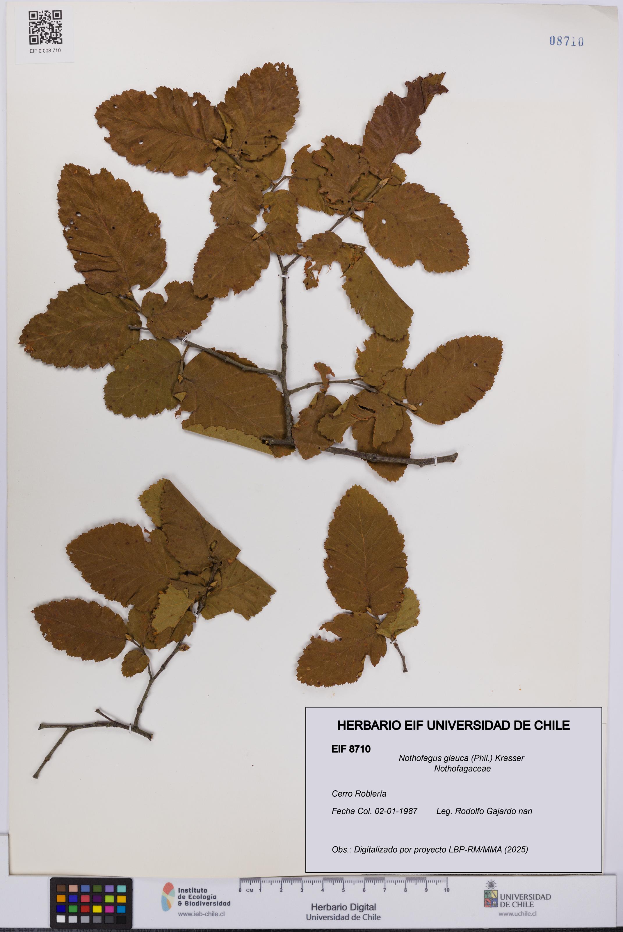 Nothofagus glauca [Espécimen: UCH:EIF:0008710]