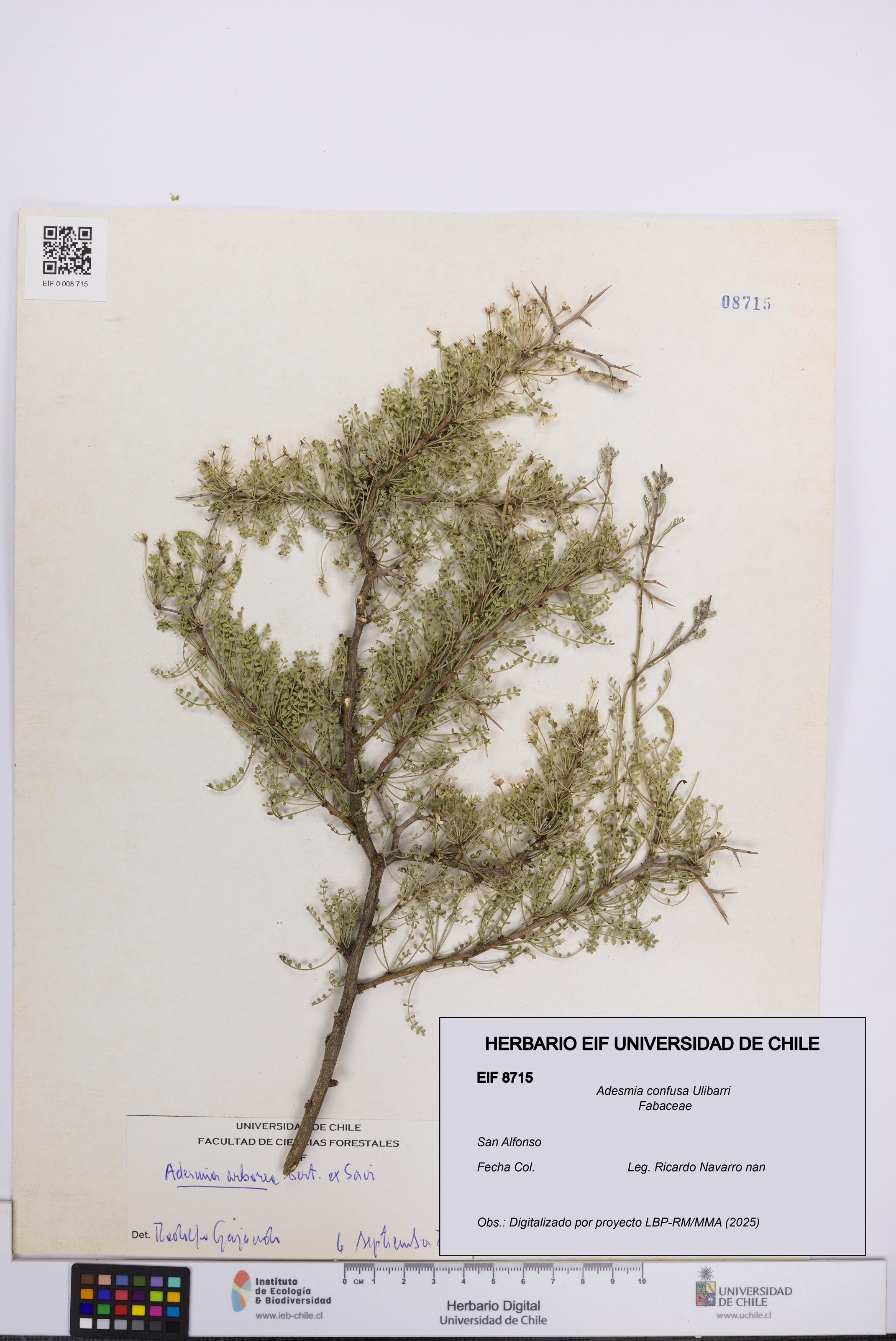 Adesmia confusa [Espécimen: UCH:EIF:0008715]