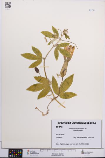Passiflora pinnatistipula [Espécimen: UCH:EIF:0008743]