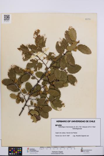 Nothofagus macrocarpa [Espécimen: UCH:EIF:0008751]