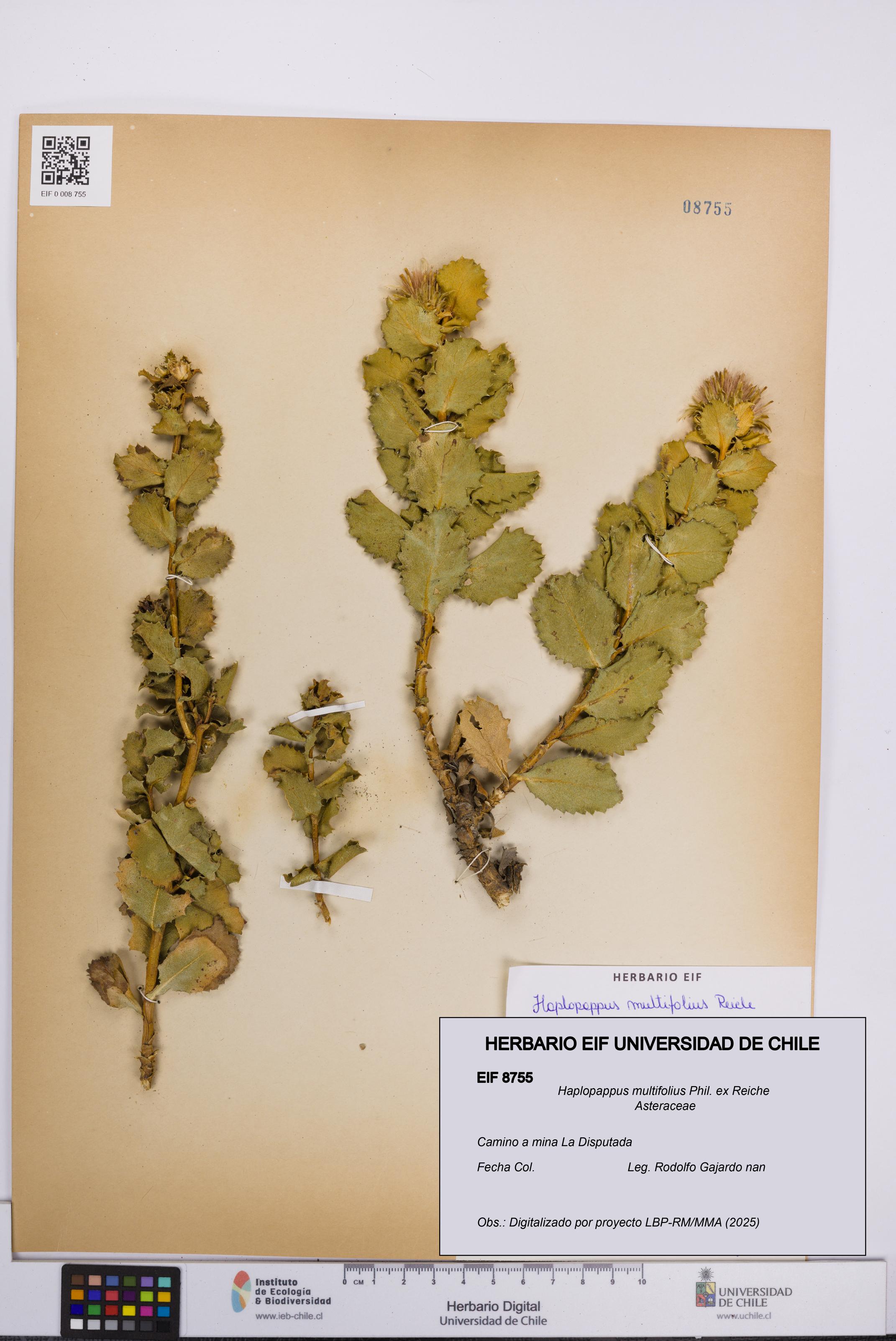 Haplopappus multifolius [Espécimen: UCH:EIF:0008755]