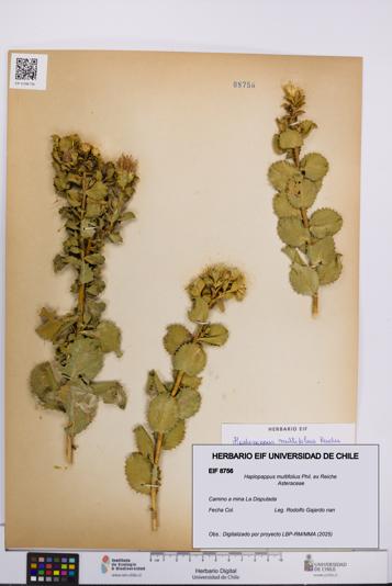Haplopappus multifolius [Espécimen: UCH:EIF:0008756]