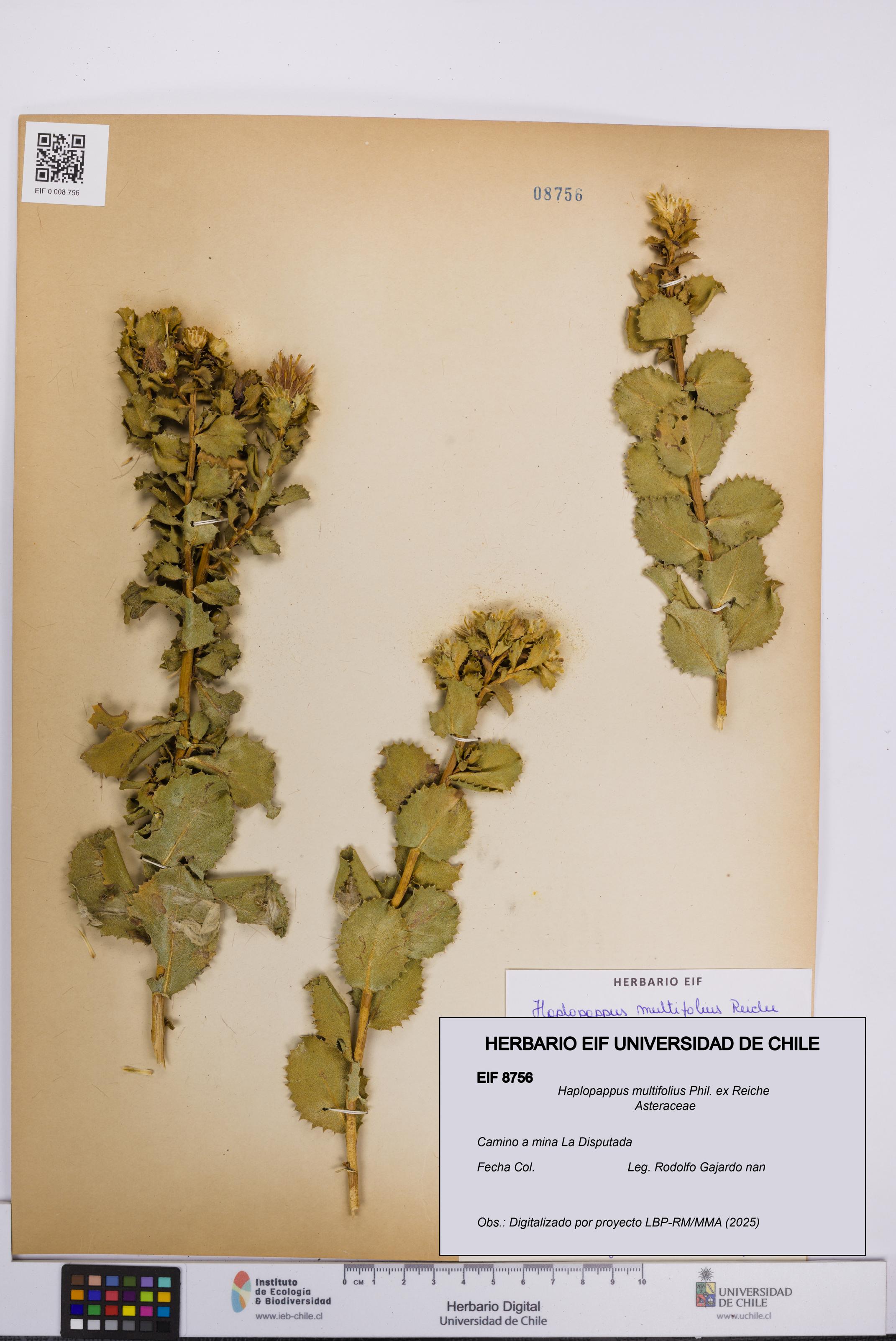 Haplopappus multifolius [Espécimen: UCH:EIF:0008756]