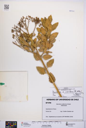 Baccharis calliprinos [Espécimen: UCH:EIF:0008760]