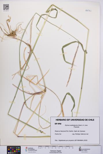 Elymus scabriglumis [Espécimen: UCH:EIF:0008762]