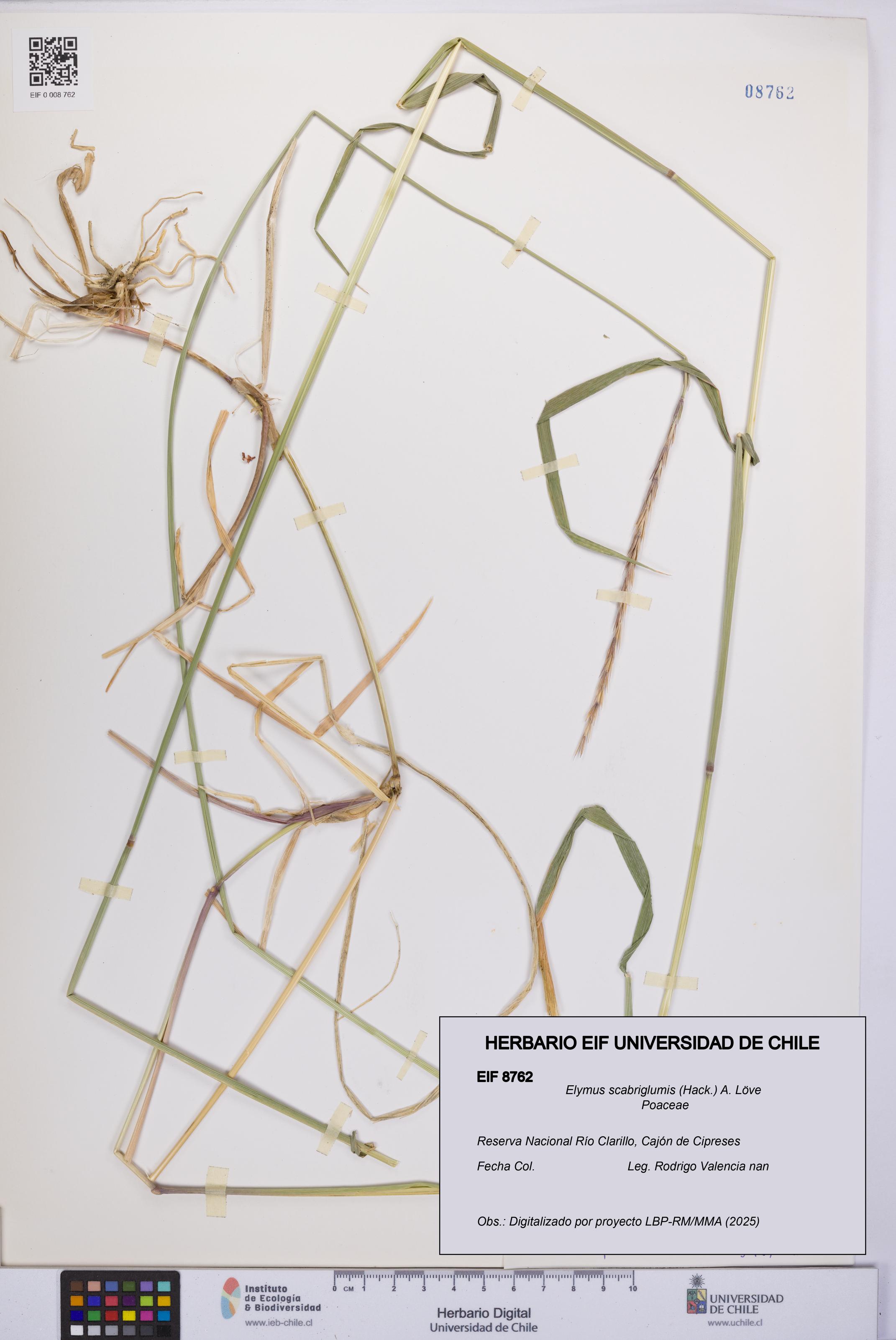 Elymus scabriglumis [Espécimen: UCH:EIF:0008762]