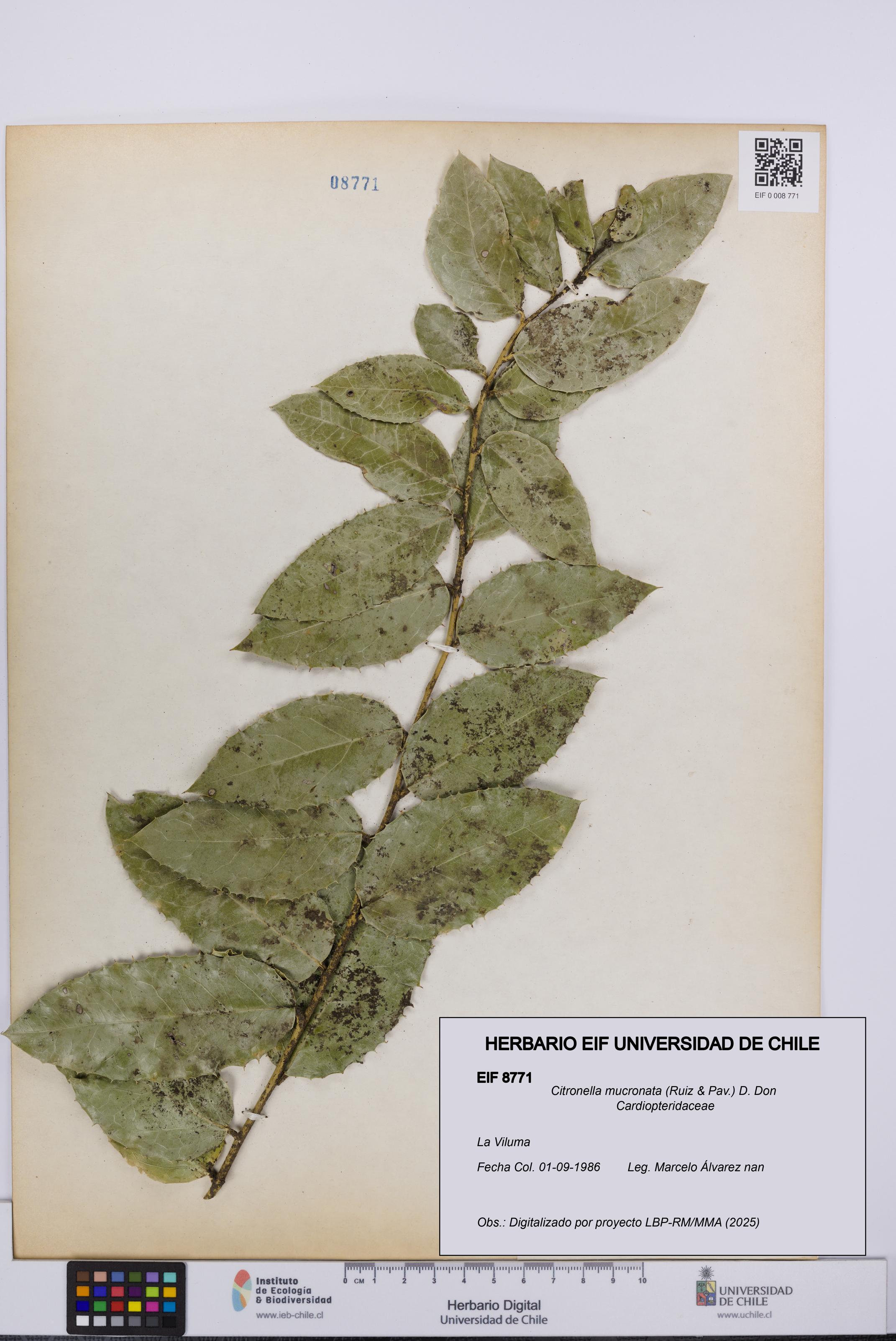 Citronella mucronata [Espécimen: UCH:EIF:0008771]