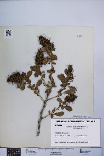 Escallonia myrtoidea [Espécimen: UCH:EIF:0008799]