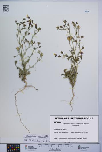 Schizanthus coccineus [Espécimen: UCH:EIF:0008801]