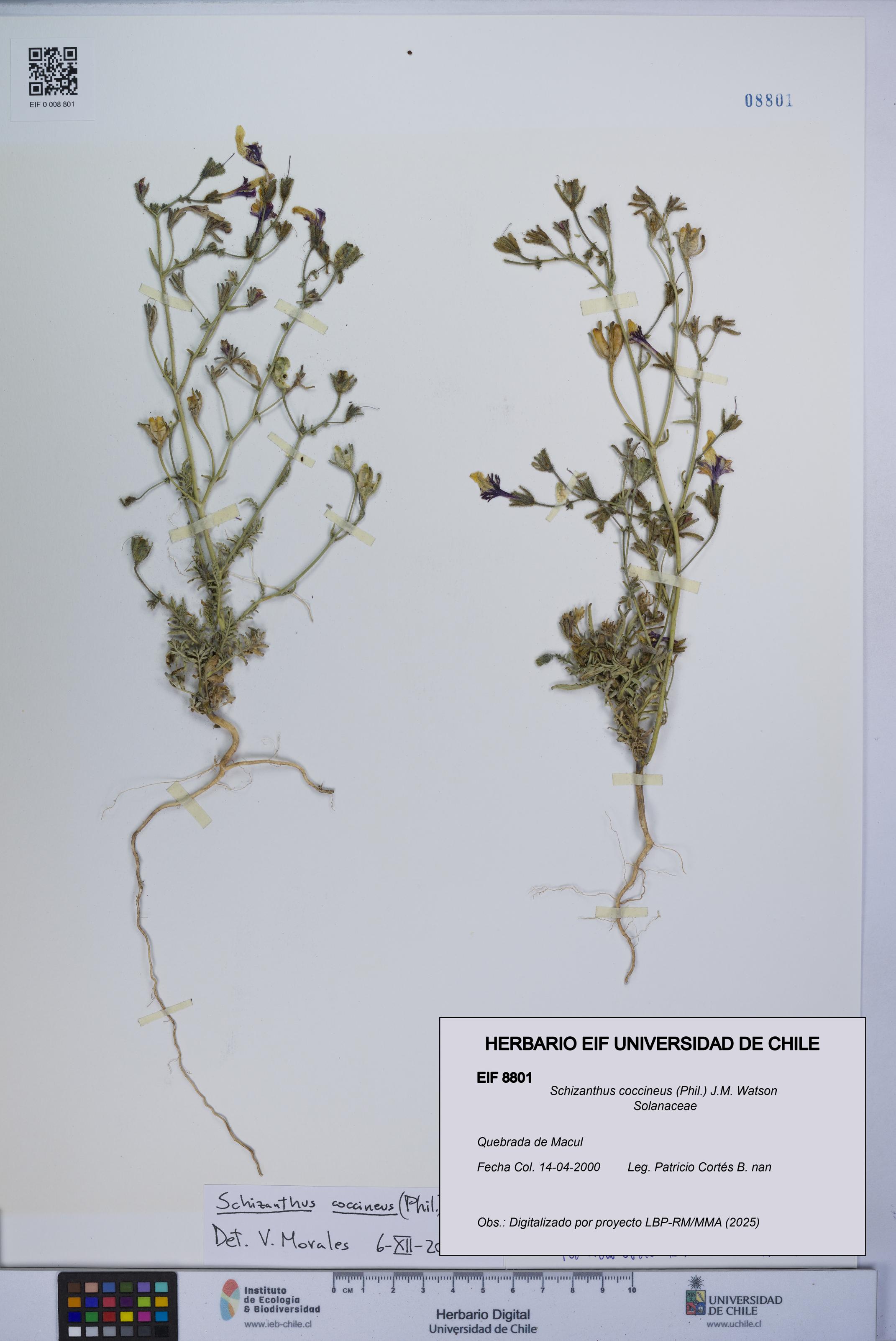 Schizanthus coccineus [Espécimen: UCH:EIF:0008801]