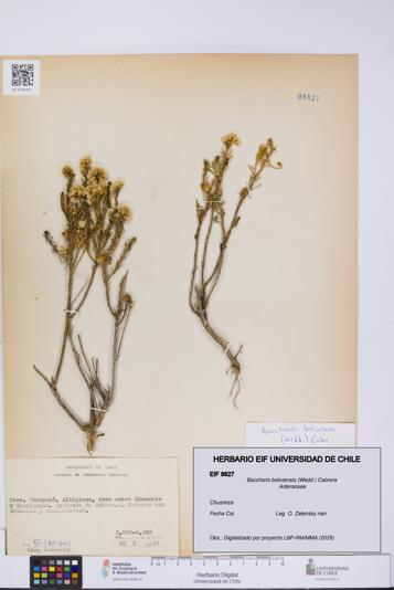 Baccharis boliviensis [Espécimen: UCH:EIF:0008827]