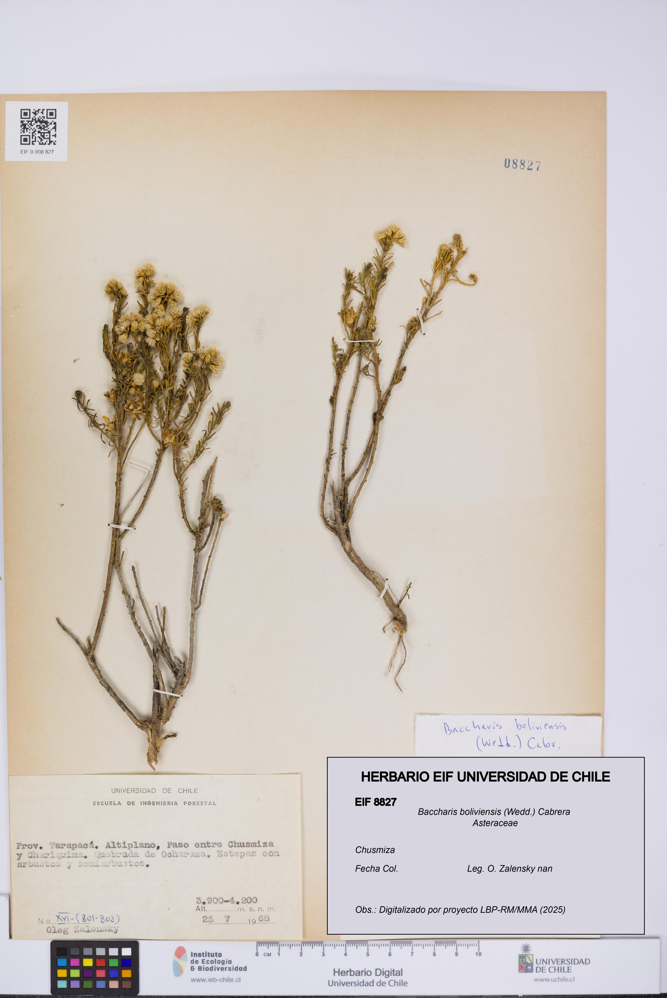 Baccharis boliviensis [Espécimen: UCH:EIF:0008827]