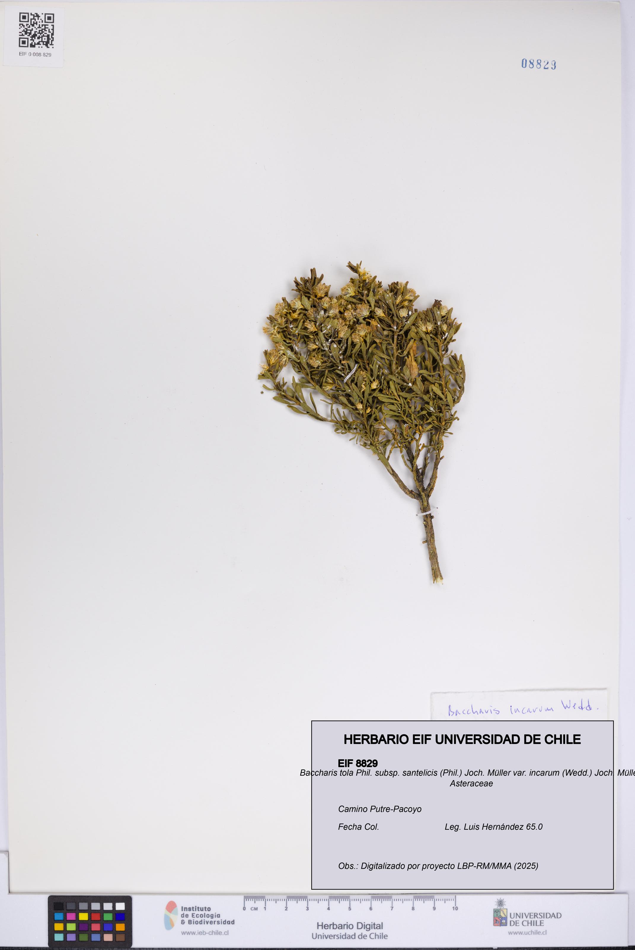 Baccharis tola subsp. santelicis var. incarum [Espécimen: UCH:EIF:0008829]