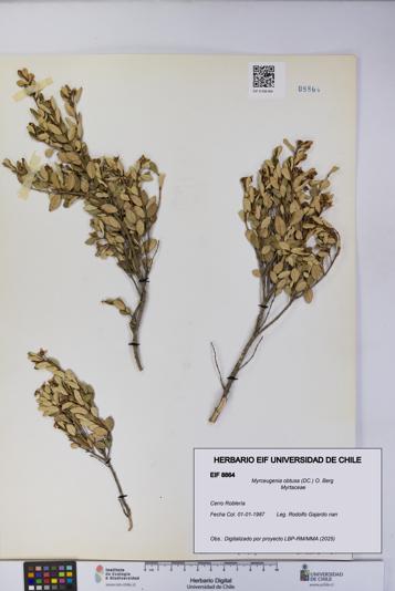 Myrceugenia obtusa [Espécimen: UCH:EIF:0008864]