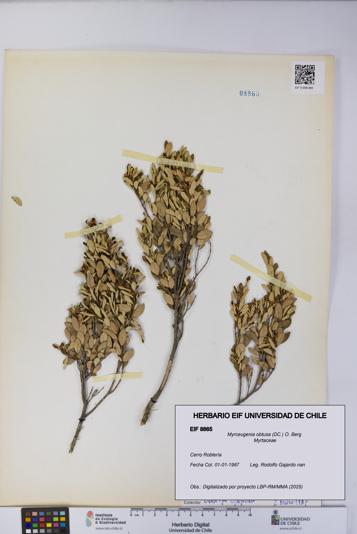 Myrceugenia obtusa [Espécimen: UCH:EIF:0008865]
