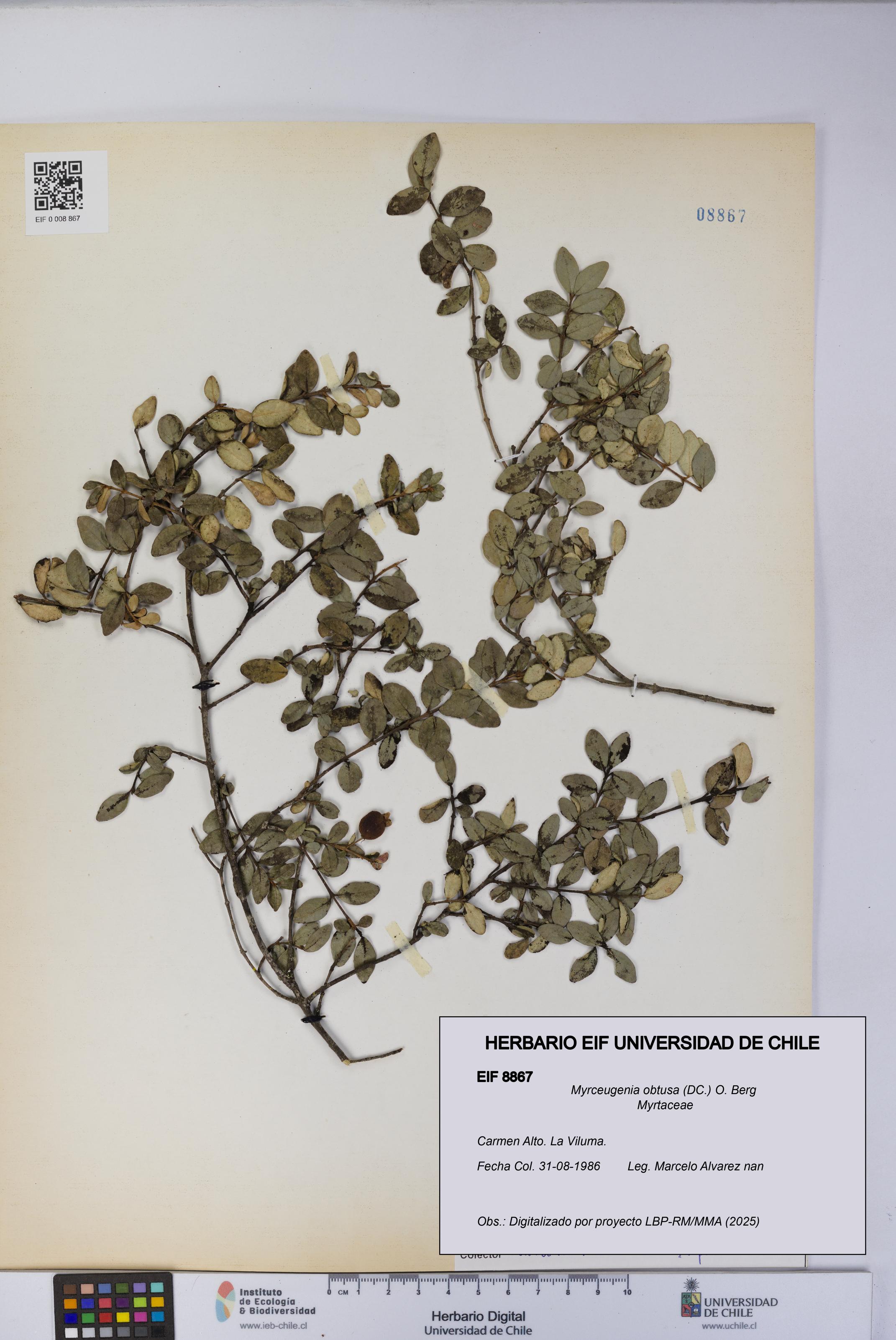 Myrceugenia obtusa [Espécimen: UCH:EIF:0008867]