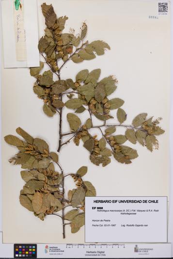 Nothofagus macrocarpa [Espécimen: UCH:EIF:0008888]