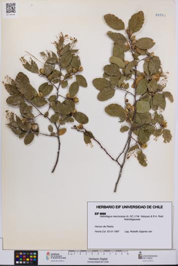 Nothofagus macrocarpa [Espécimen: UCH:EIF:0008889]