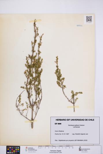 Gardoquia gilliesii [Espécimen: UCH:EIF:0008896]