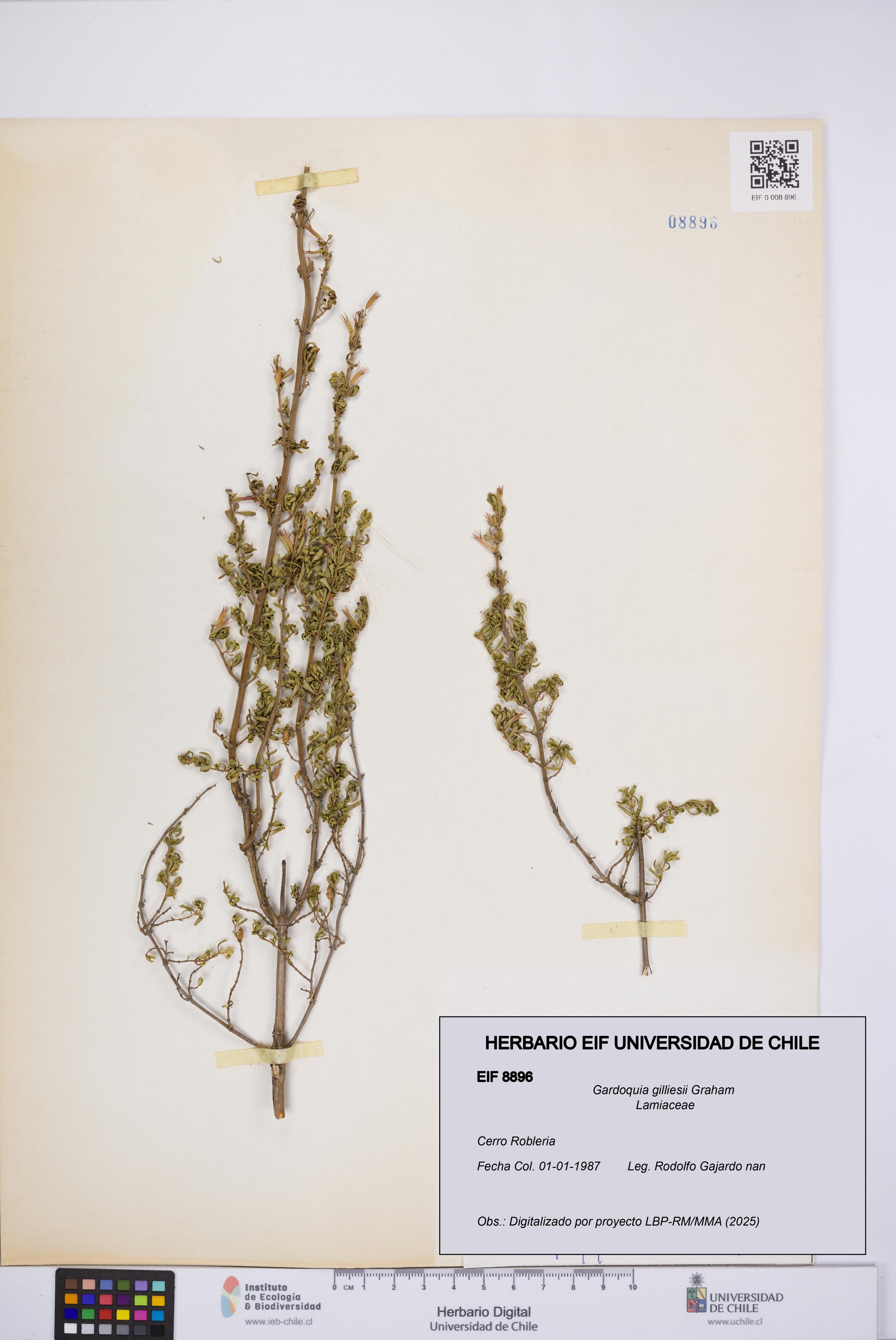 Gardoquia gilliesii [Espécimen: UCH:EIF:0008896]