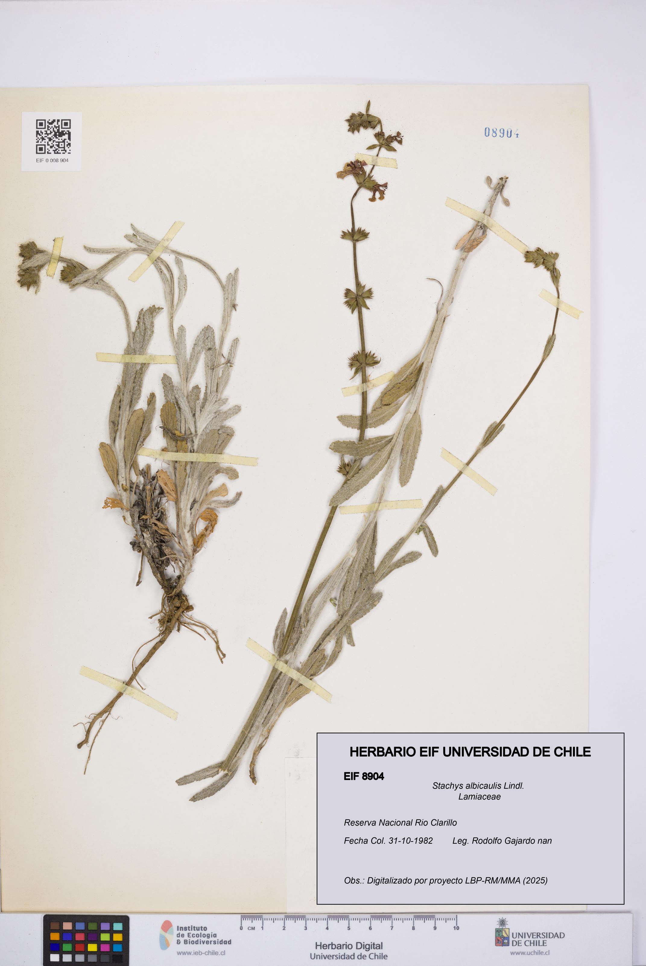 Stachys albicaulis [Espécimen: UCH:EIF:0008904]