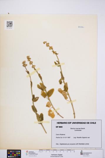 Stachys macraei [Espécimen: UCH:EIF:0008905]
