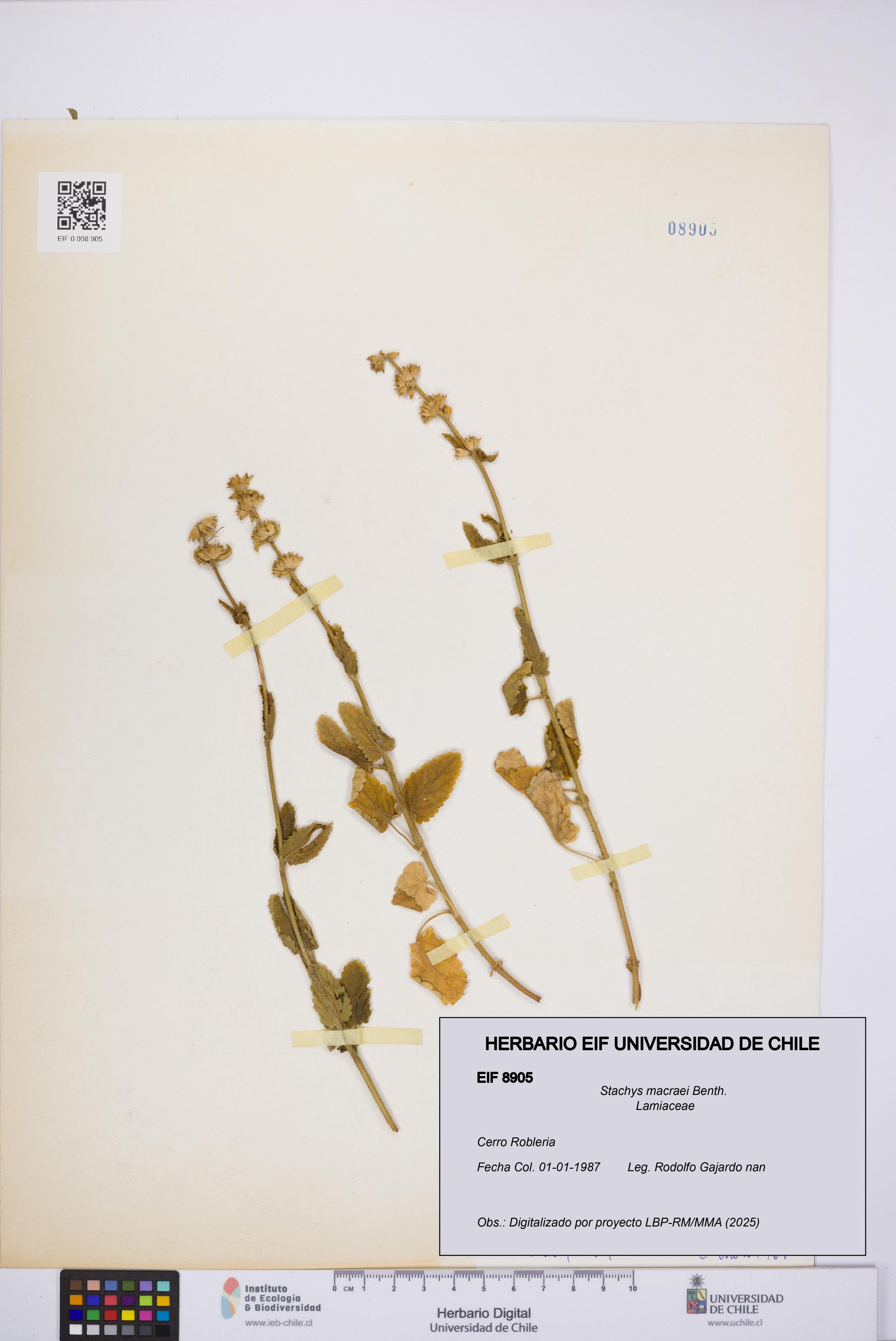 Stachys macraei [Espécimen: UCH:EIF:0008905]