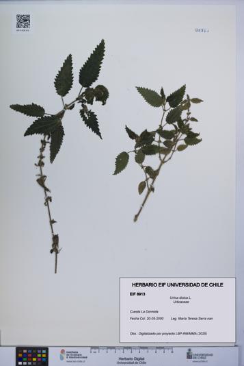 Urtica dioica [Espécimen: UCH:EIF:0008913]