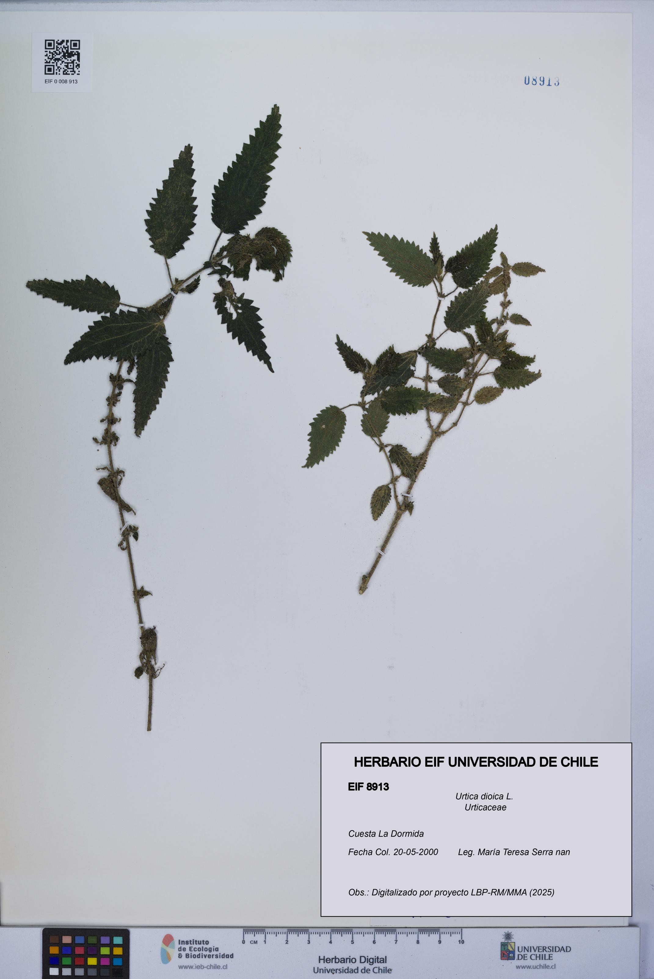 Urtica dioica [Espécimen: UCH:EIF:0008913]