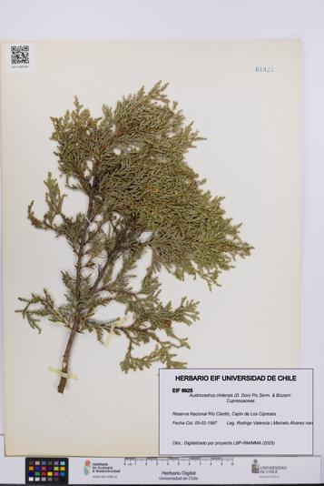 Austrocedrus chilensis [Espécimen: UCH:EIF:0008925]