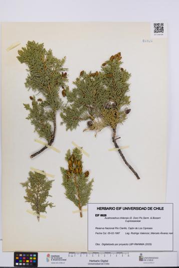 Austrocedrus chilensis [Espécimen: UCH:EIF:0008926]