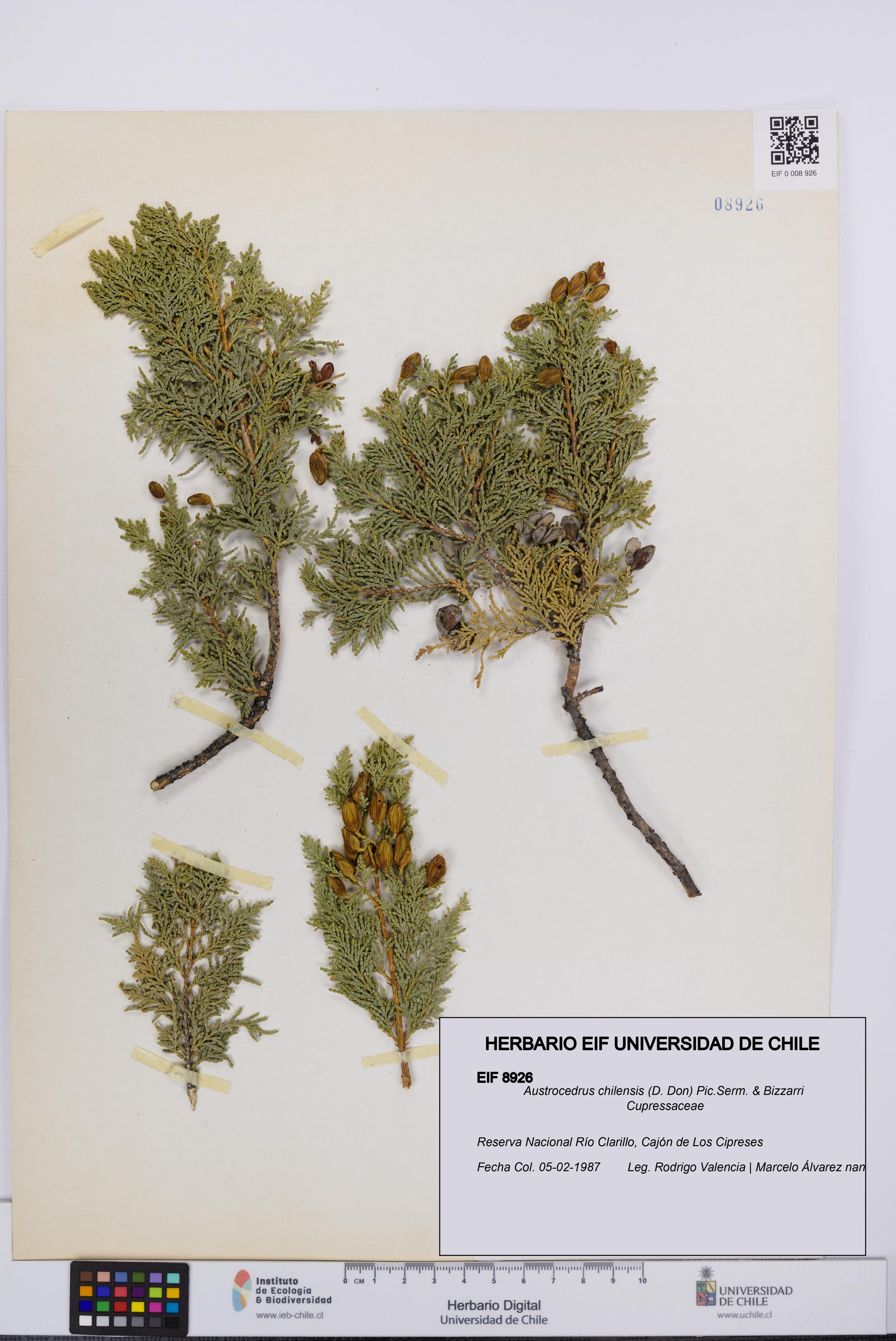 Austrocedrus chilensis [Espécimen: UCH:EIF:0008926]